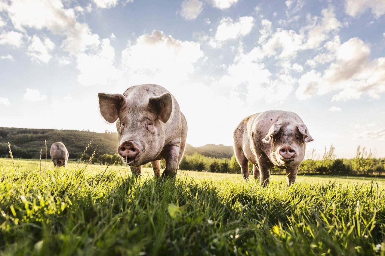 Varkens in gras