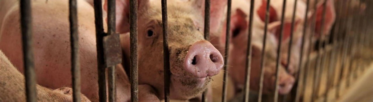 Varken met snuitje tussen tralies door