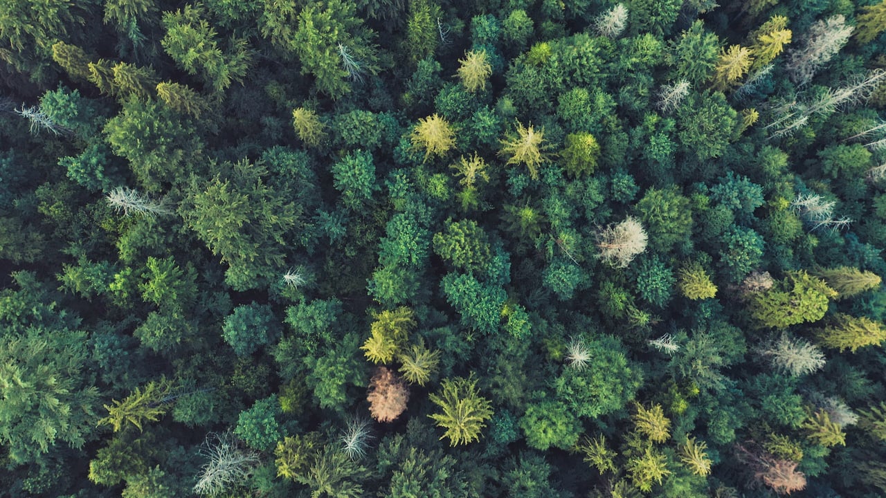 Tree_Tops_In_A_Mixed_Forest_original/Motion Array
