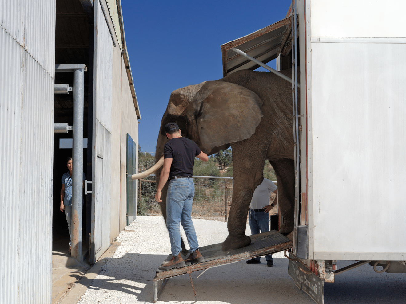 Olifant Julie arriveert bij olifantenopvang Pangea met de vrachtwagen