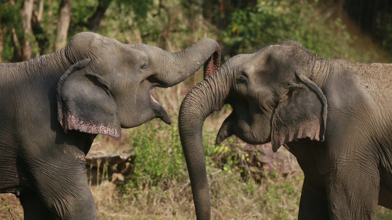 Two elephants embrace each other playfully with their trunks
