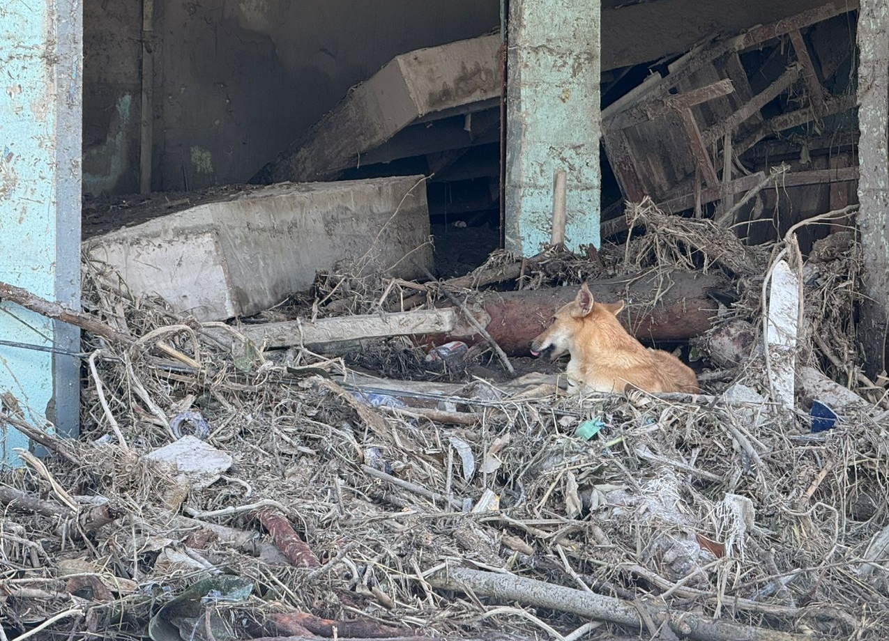 nepal dog 3