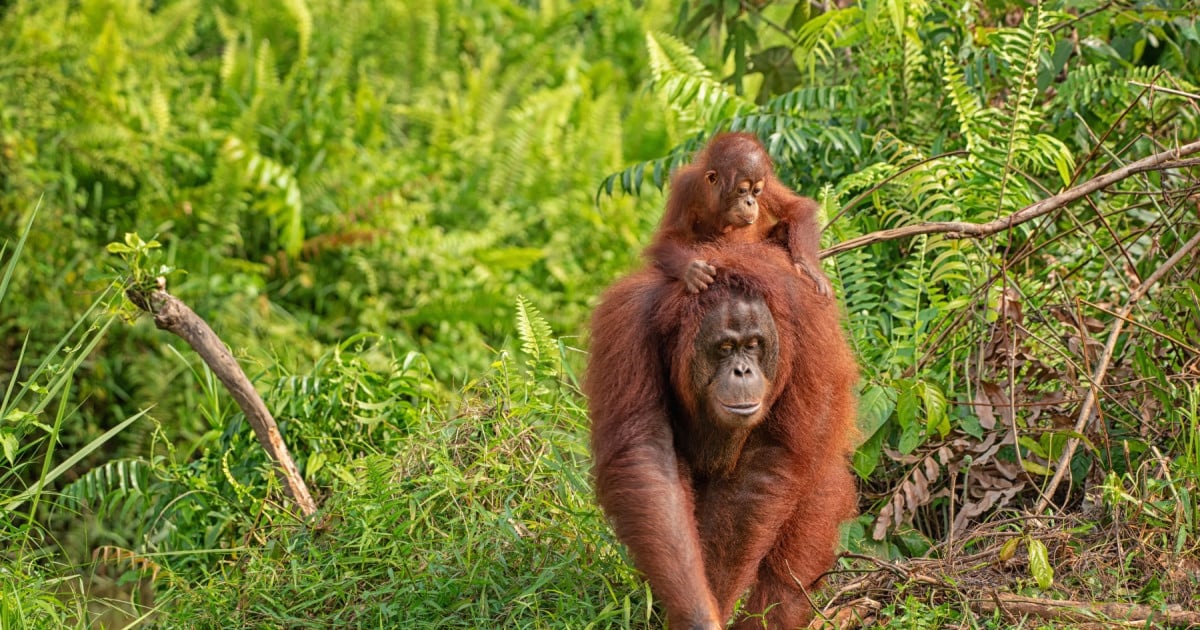 orang-oetan met baby