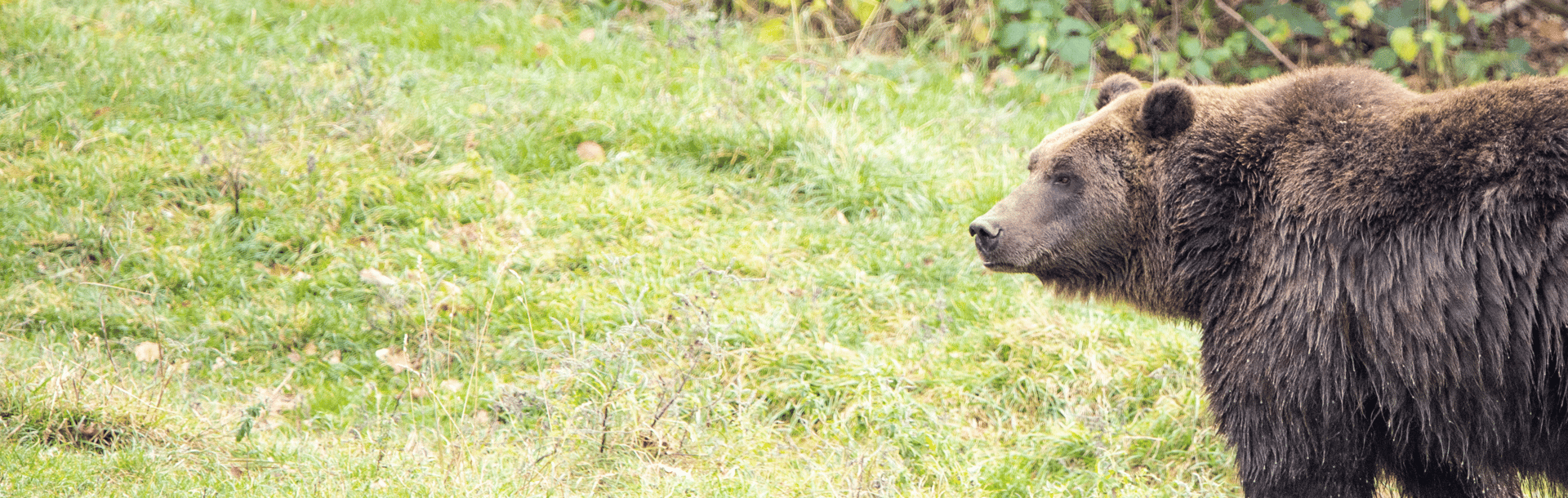 Beer Bolik in berenopvang header