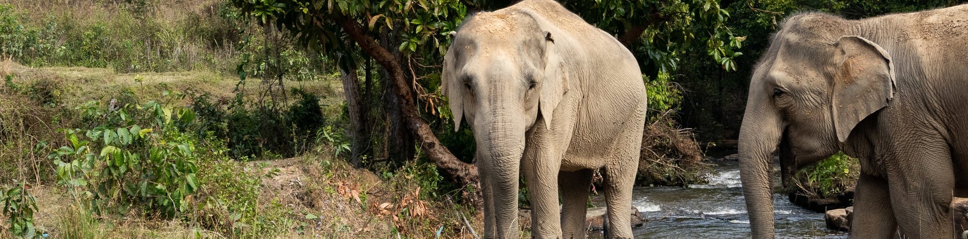 Olifant Mayura in ChangChill