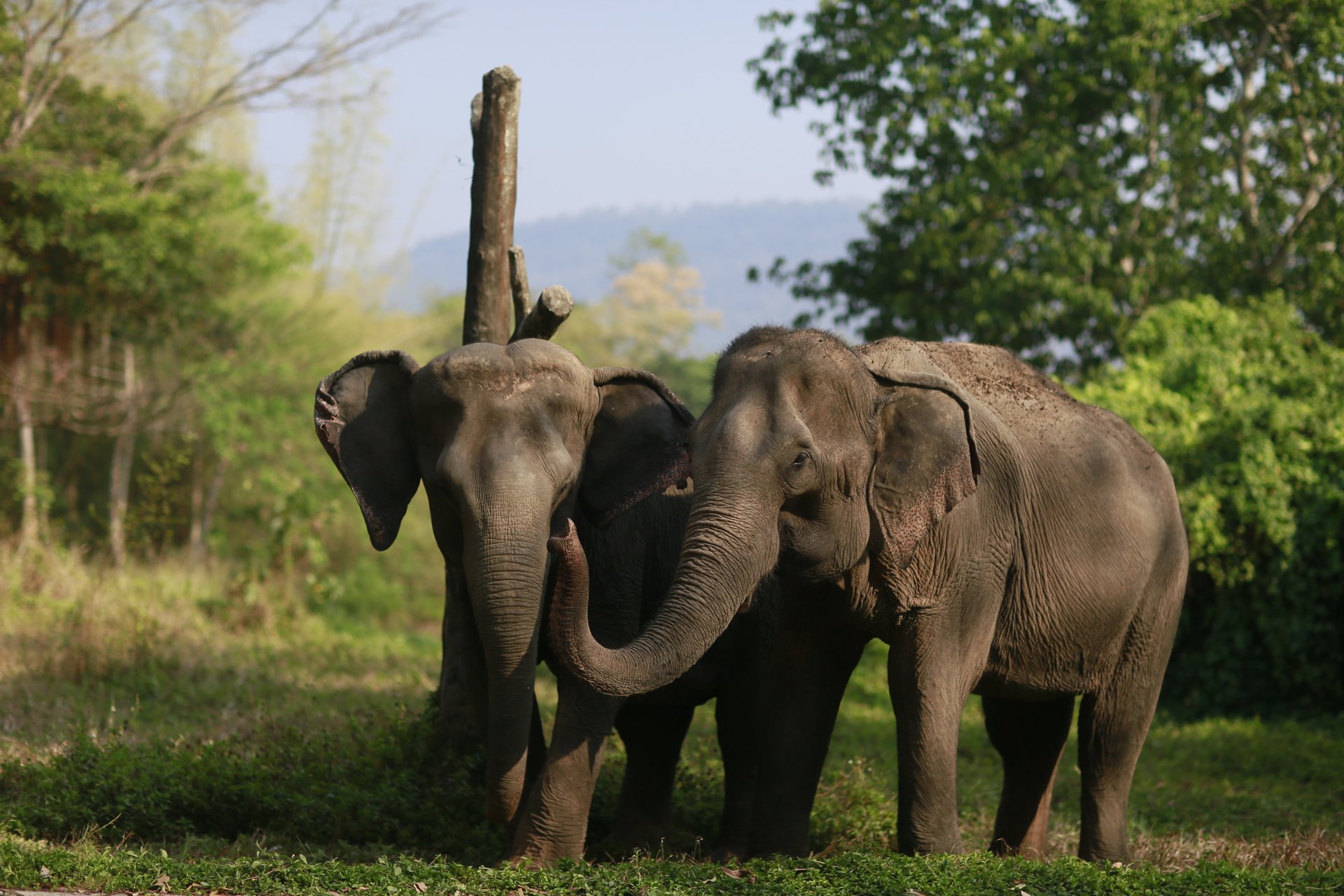 Olifanten in opvang SES World Animal Protection - Chanklang Kanthong