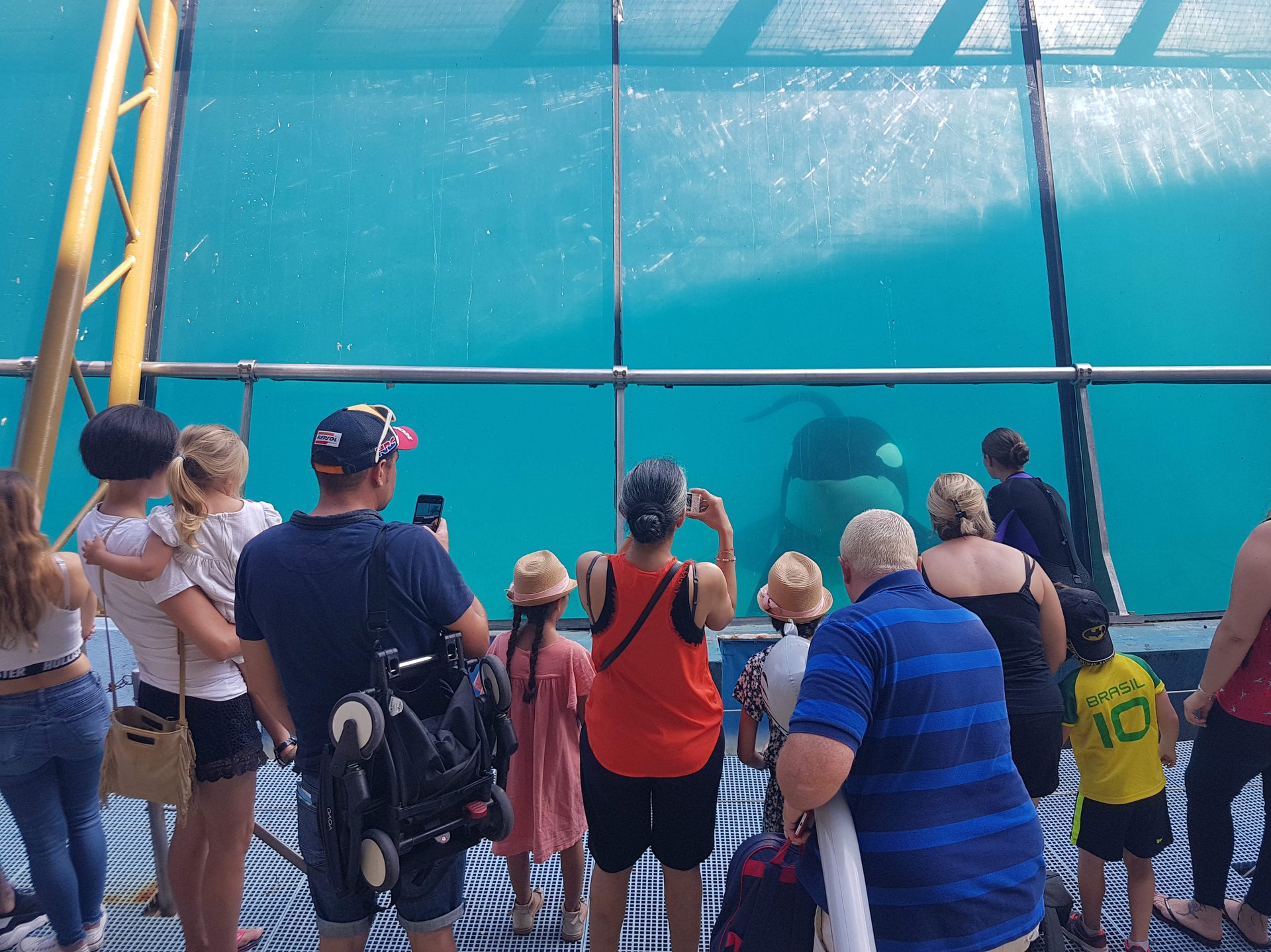 Marineland orkashow