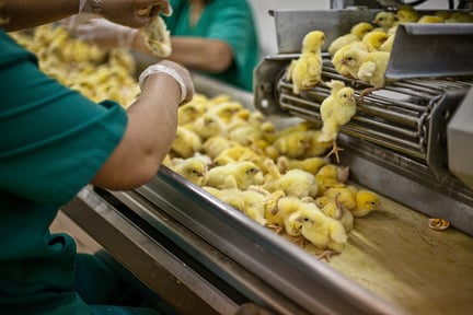 kuikens, eendagskuikens, dubbeldoelkip, vleeskuikens, eiereindustrie