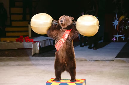 Circusbeer
