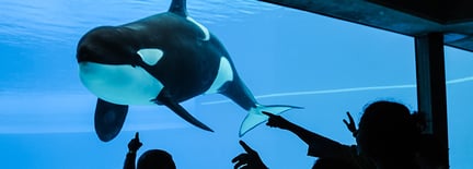 Donatie opvangplekken walvisachtigen