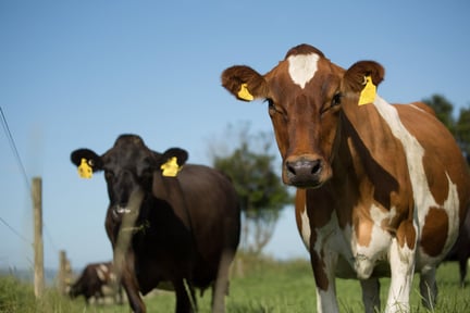Cows in New Zealand