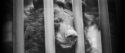 A bear on a bile farm, China