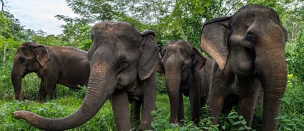 Boon Lai, Kam Rai and Sri Bua at elephant sanctuary, Thailand