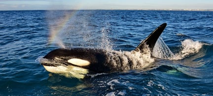 Wild orca, Algoa Bay, South Africa