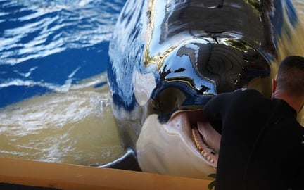 Morgan the orca