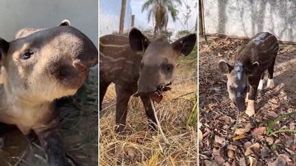 Melancia, a young tapir's journey to recovery