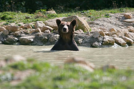 privacy policy_bear