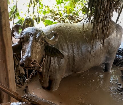 nepal buffel animal heroes