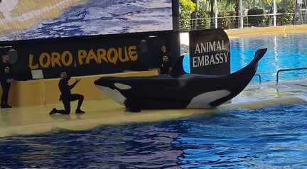 Orca Morgan in Loro Parque