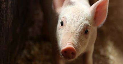 A piglet