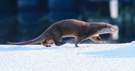 Otter in het wild