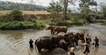 JPMorgan Chase - Wildlife. Not Entertainers