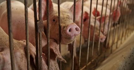 A group of mother pigs at feeding time. Production of animal feed is worsening the climate crisis.