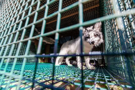 Ræv på finsk pelsfarm. Foto: FOUR PAWS / Fred Dott
