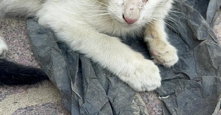 Een geredde kat in Gaza