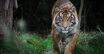 tiger in the wild staring at the camera