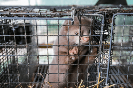Fur Free Europe