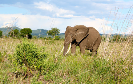 Elephants in the wild
