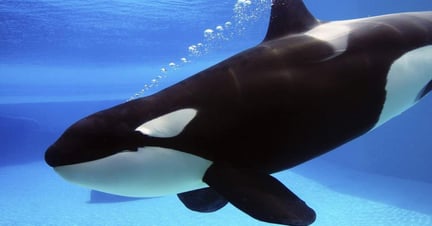 seaworld