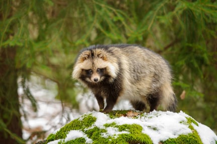 Raccoon dog snow