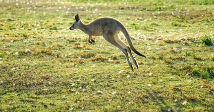 kangaroo hopping in nature in the wild