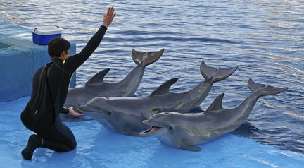 In drie maanden tijd sterft weer een dier bij SeaWorld San Antonio