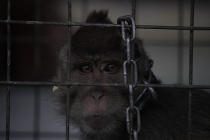 Een dansaap in een kooi. Jakarta Animal Aid Network