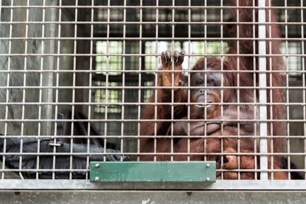 orang oetan kooi