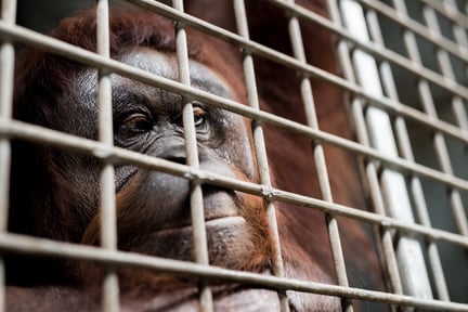 orang oetan kooi