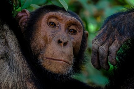 Chimp
