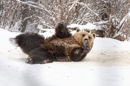 Beer Libearty winter