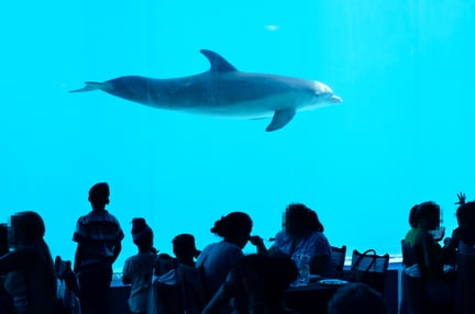 dolfijn zwemt in dolfinarium