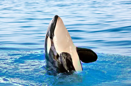 Een orka in Loro Parque