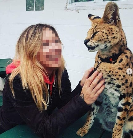 serval