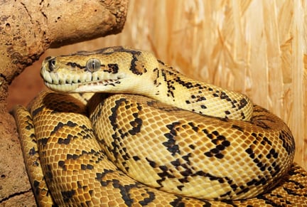 Boa constrictor