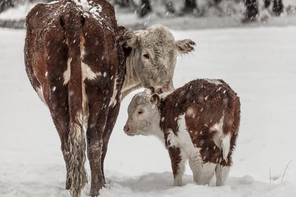 Koeien in de sneeuw