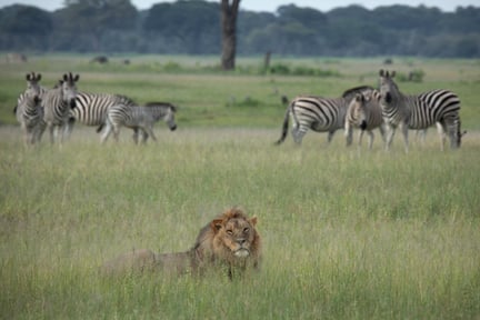 Leeuw in het wild. World Animal Protection / Aaron Gekoski