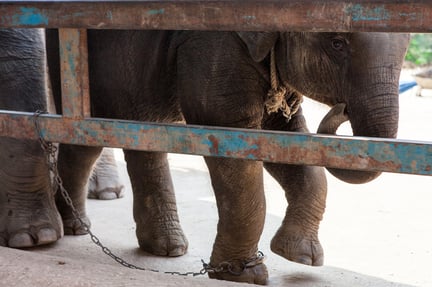 Baby olifant aan ketting