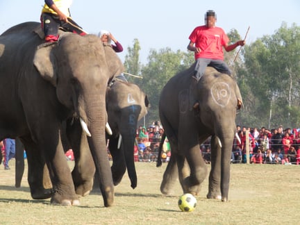 Olifantenpolo, World Animal Protection, Nepal 2017