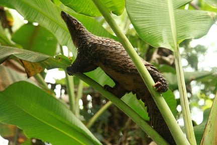 peter amba outside